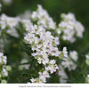 Fragrant Power Flowers 6-Plant Collection- Ships Late July Plants - Garden for Wildlife