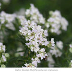 Fragrant Power Flowers 6-Plant Collection- Ships Late July Plants - Garden for Wildlife