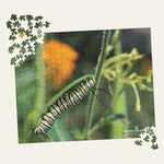 Garden for Wildlife Jigsaw Puzzle - Monarch Caterpillar on Milkweed Merch - Garden for Wildlife