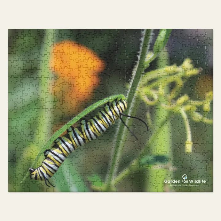 Garden for Wildlife Jigsaw Puzzle - Monarch Caterpillar on Milkweed Merch - Garden for Wildlife
