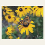 Garden for Wildlife Jigsaw Puzzle - Pearl Crescent Butterfly on Black-Eyed Susan Merch - Garden for Wildlife