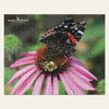 Garden for Wildlife Jigsaw Puzzle - Red Admiral Butterfly and Bee on Purple Coneflower Merch - Garden for Wildlife