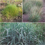 Grassy Gala Plants - Garden for Wildlife