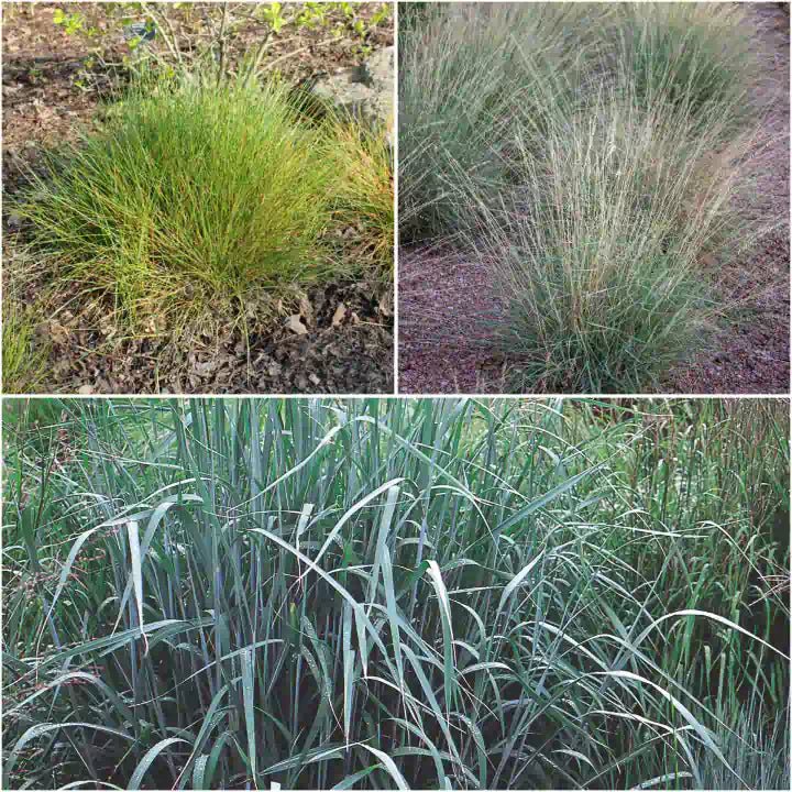 Grassy Gala Plants - Garden for Wildlife