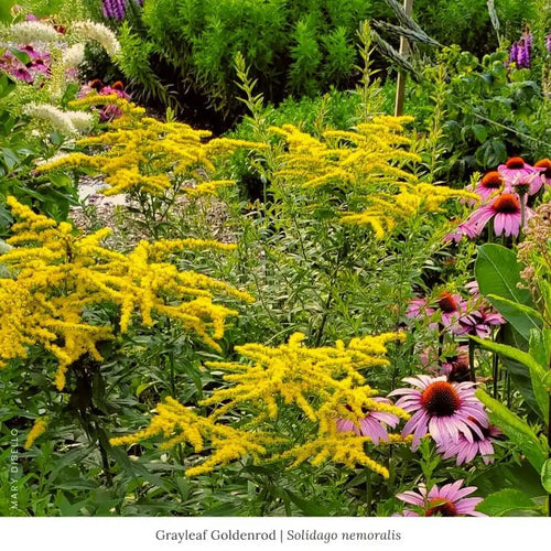 Grayleaf Goldenrod 3-Plant Set (Full Sun) Full Sun - Garden for Wildlife