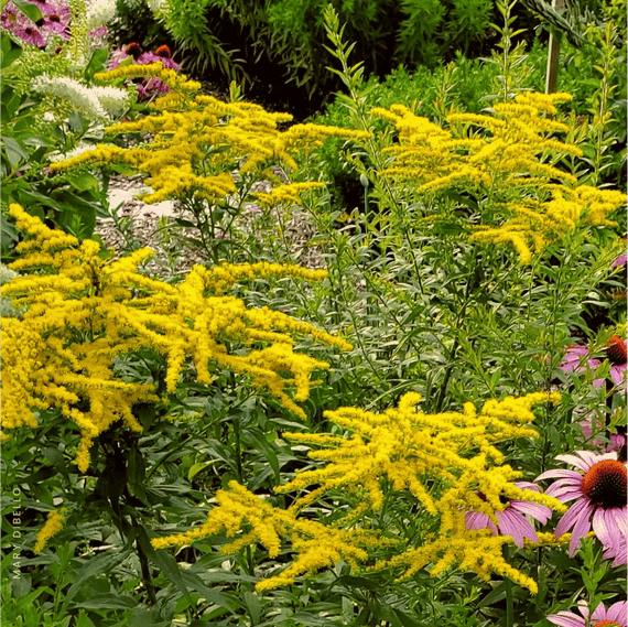 Grayleaf Goldenrod Plant Sets Plants - Garden for Wildlife