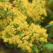 Grayleaf Goldenrod Plant Sets Plants - Garden for Wildlife