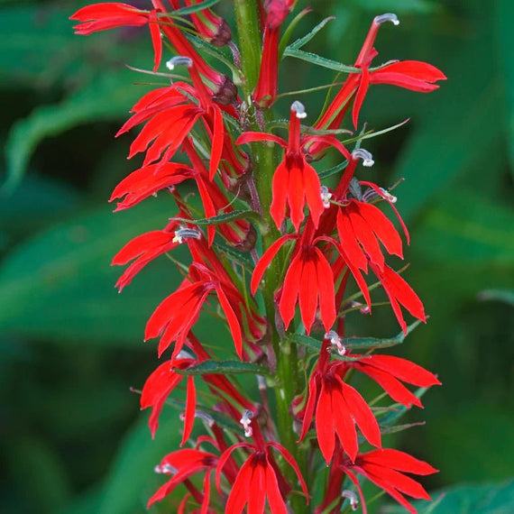 hummingbird haven flower mix seeds Hummingbird Haven