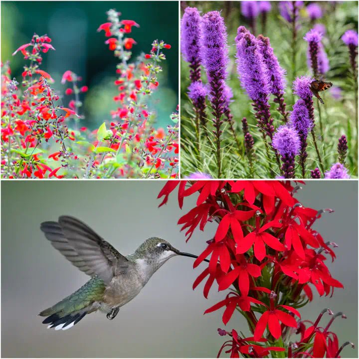 Hummingbird Haven Plants - Garden for Wildlife