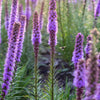 Hummingbird Haven Plants - Garden for Wildlife