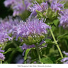 Hummingbird Haven Plant Collections (I) Plants - Garden for Wildlife
