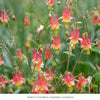 Hummingbird Haven Plant Collections (I) Plants - Garden for Wildlife
