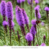 Hummingbird Haven Plant Collections (II) Plants - Garden for Wildlife