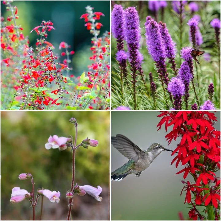Hummingbird Haven Plant Collections (II) Plants - Garden for Wildlife