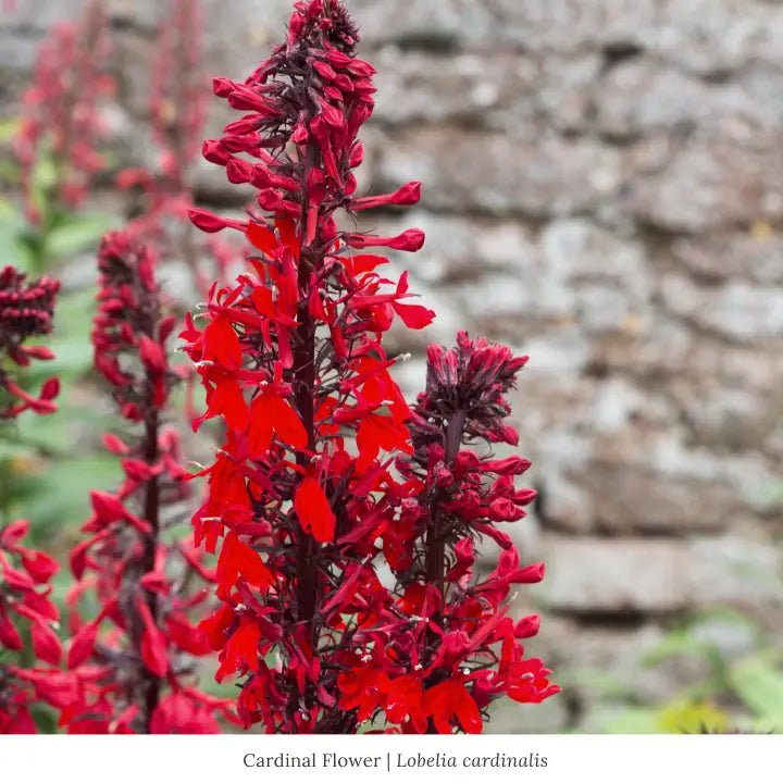 Hummingbird Haven Plant Collections (II) Plants - Garden for Wildlife