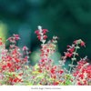 Hummingbird Heroes (II) 6-Plant Collection Plants - Garden for Wildlife
