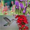 Hummingbird Heroes Plant Collections (II) Plants - Garden for Wildlife