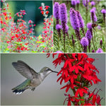 Hummingbird Heroes Plant Collections (II) Plants - Garden for Wildlife