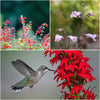 Hummingbird Highrise Plants - Garden for Wildlife