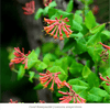 Hummingbird Patio Climber 3-Plant Collection Plants - Garden for Wildlife
