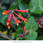 Hummingbird Patio Climber 3-Plant Collection Plants - Garden for Wildlife