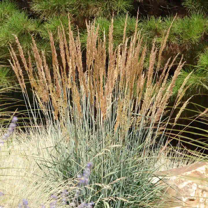 Indian Grass Plant Sets Plants - Garden for Wildlife