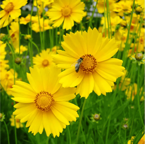 Lanceleaf Coreopsis Plant Sets (I) Plants - Garden for Wildlife