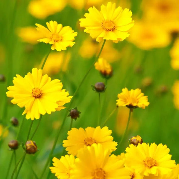 Lanceleaf Coreopsis Plant Sets (I) Plants - Garden for Wildlife