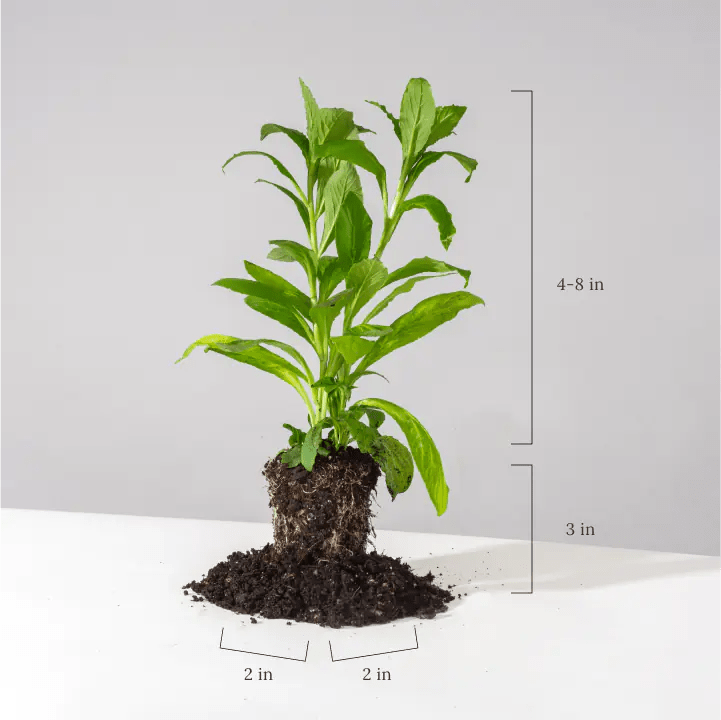 Lanceleaf Coreopsis Plant Sets (II) Plants - Garden for Wildlife
