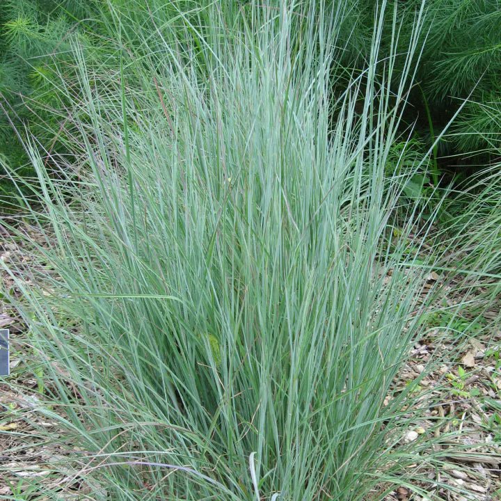 Little Bluestem Grass Plant Sets