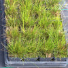Little Bluestem Grass Plant Sets Plants - Garden for Wildlife