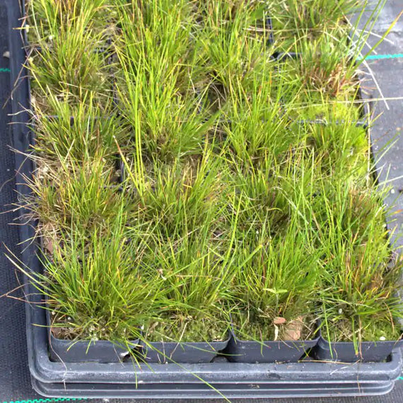 small grass plants for pots Little Bluestem Grass Plant Sets