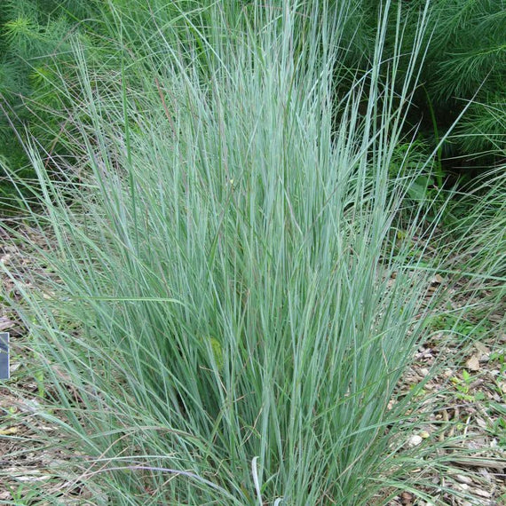 Little Bluestem Grass Plant Sets (II) Plants - Garden for Wildlife