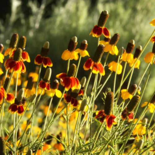 Long-headed Coneflower Plant Sets Plants - Garden for Wildlife