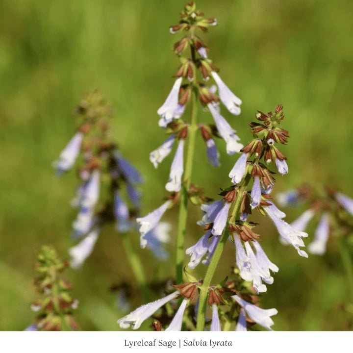 Lyreleaf Sage Plant Sets Plants - Garden for Wildlife