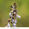 Lyreleaf Sage Plant Sets Plants - Garden for Wildlife