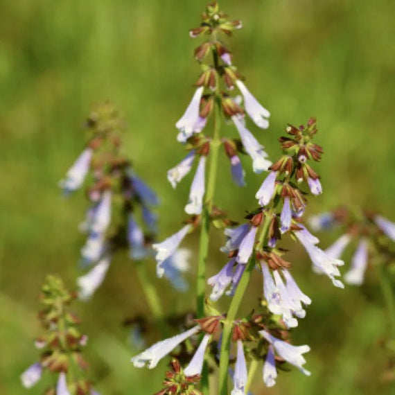 Lyreleaf Sage Plant Sets Plants - Garden for Wildlife