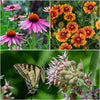 Monarch Mountain Medley Plants - Garden for Wildlife