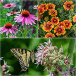 Monarch Mountain Medley Plants - Garden for Wildlife