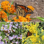 Monarch Munchables 18-Plant Collection Plants - Garden for Wildlife