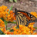 Monarch Munchables 18-Plant Collection (I) Plants - Garden for Wildlife