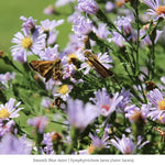 Monarch Munchables 18-Plant Collection (I) Plants - Garden for Wildlife