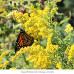 Monarch Munchables 18-Plant Collection (I) Plants - Garden for Wildlife
