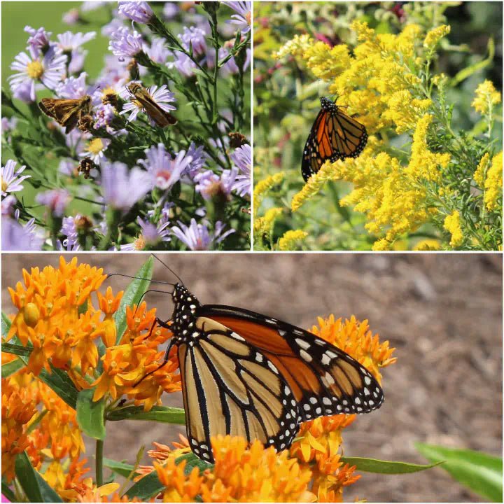 Monarch Munchables Plants - Garden for Wildlife