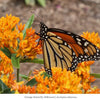 Monarch Munchables (I) 12-Plant Collection Plants - Garden for Wildlife