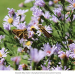Monarch Munchables (I) 6-Plant Collection Plants - Garden for Wildlife