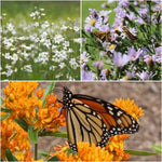 Monarch Munchables (I) 6-Plant Collection Plants - Garden for Wildlife