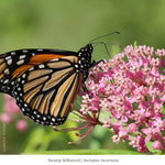 Monarch Munchables (II) 12-Plant Collection Plants - Garden for Wildlife