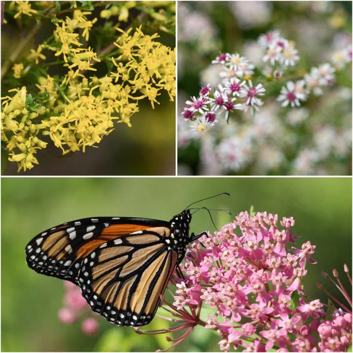 Monarch Munchies Plants - Garden for Wildlife