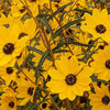 Narrow Leaved Sunflower Plant Sets Plants - Garden for Wildlife